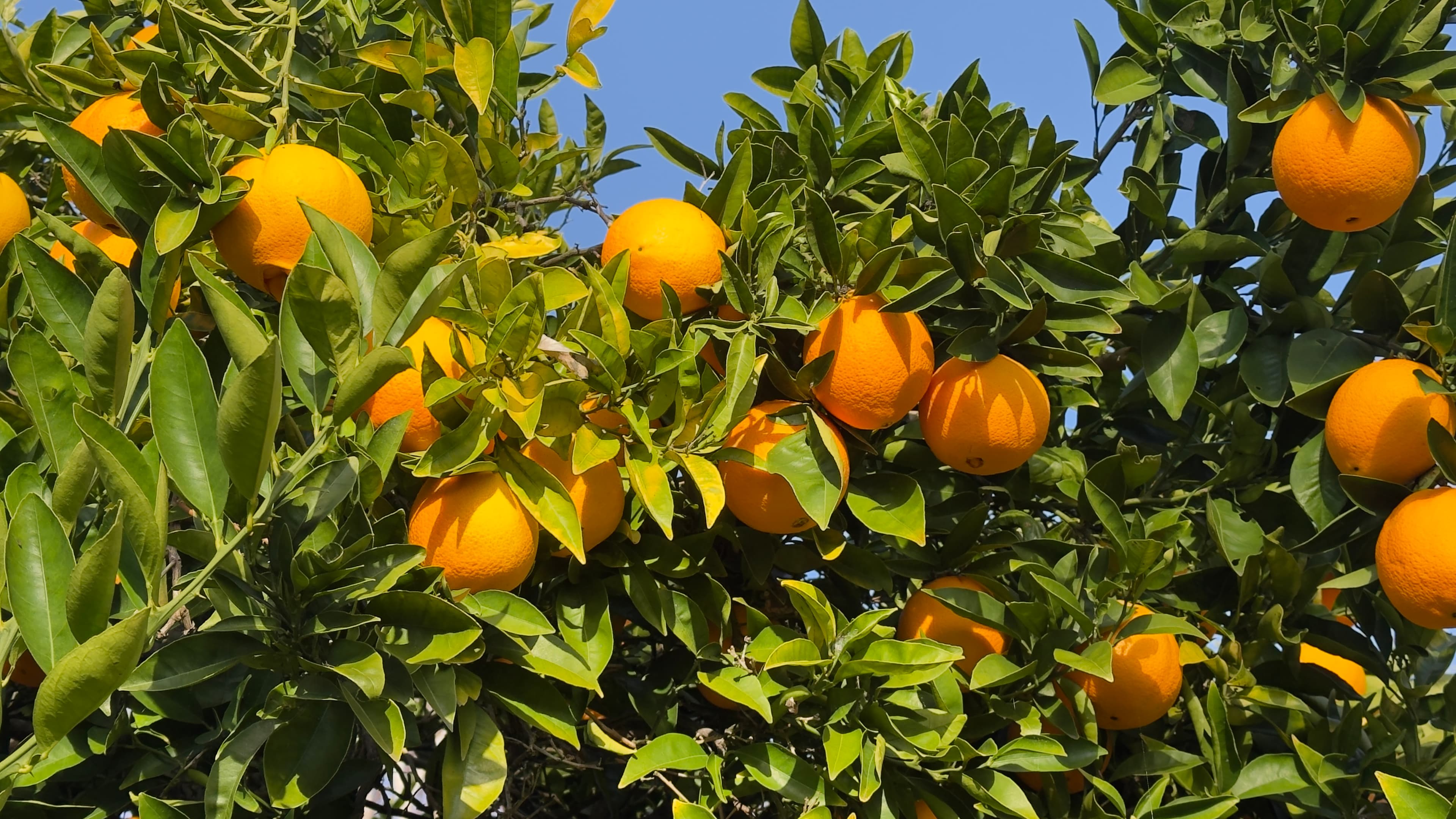 Orange tree