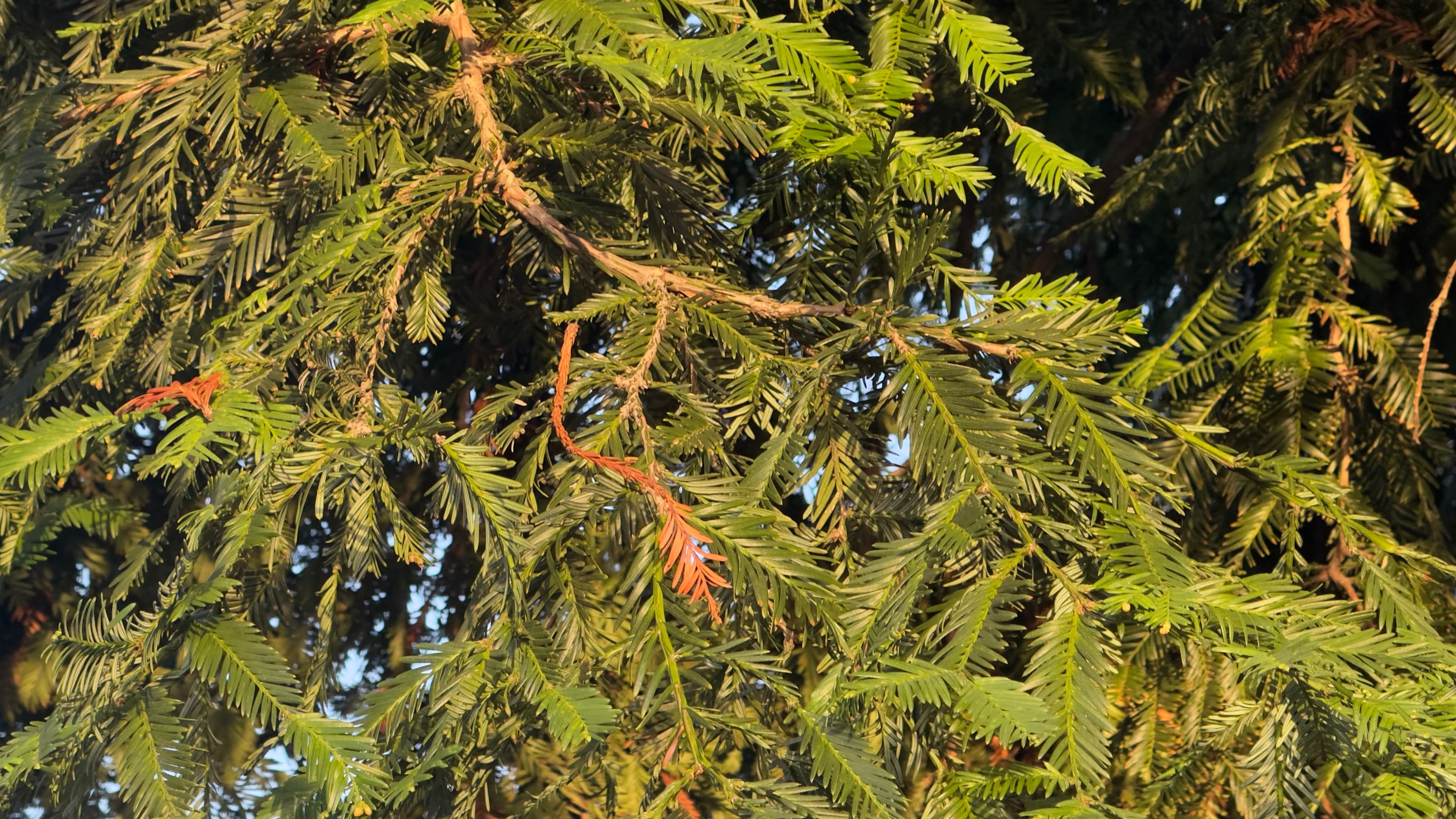 Evergreen branches