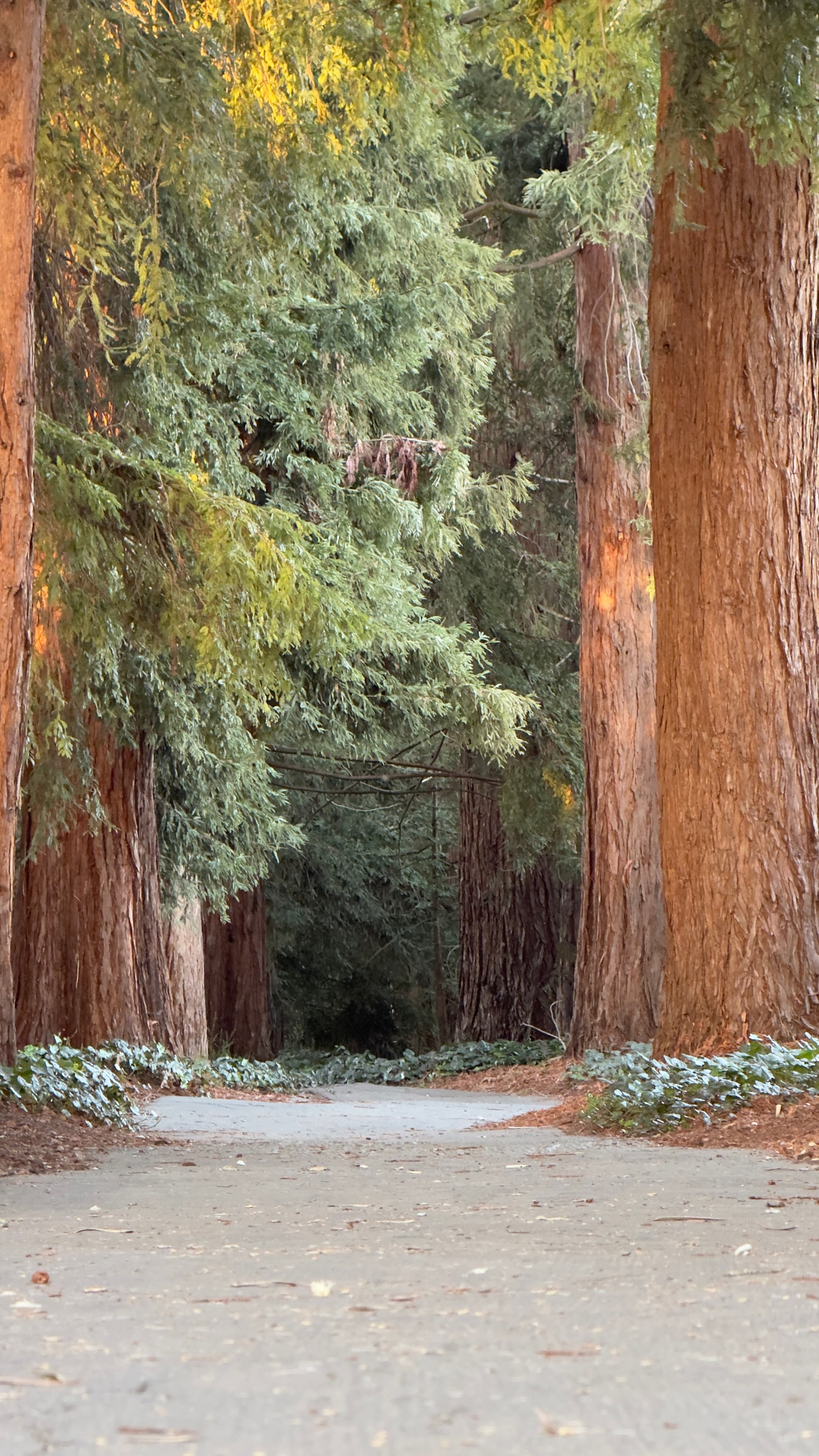 Redwood trees