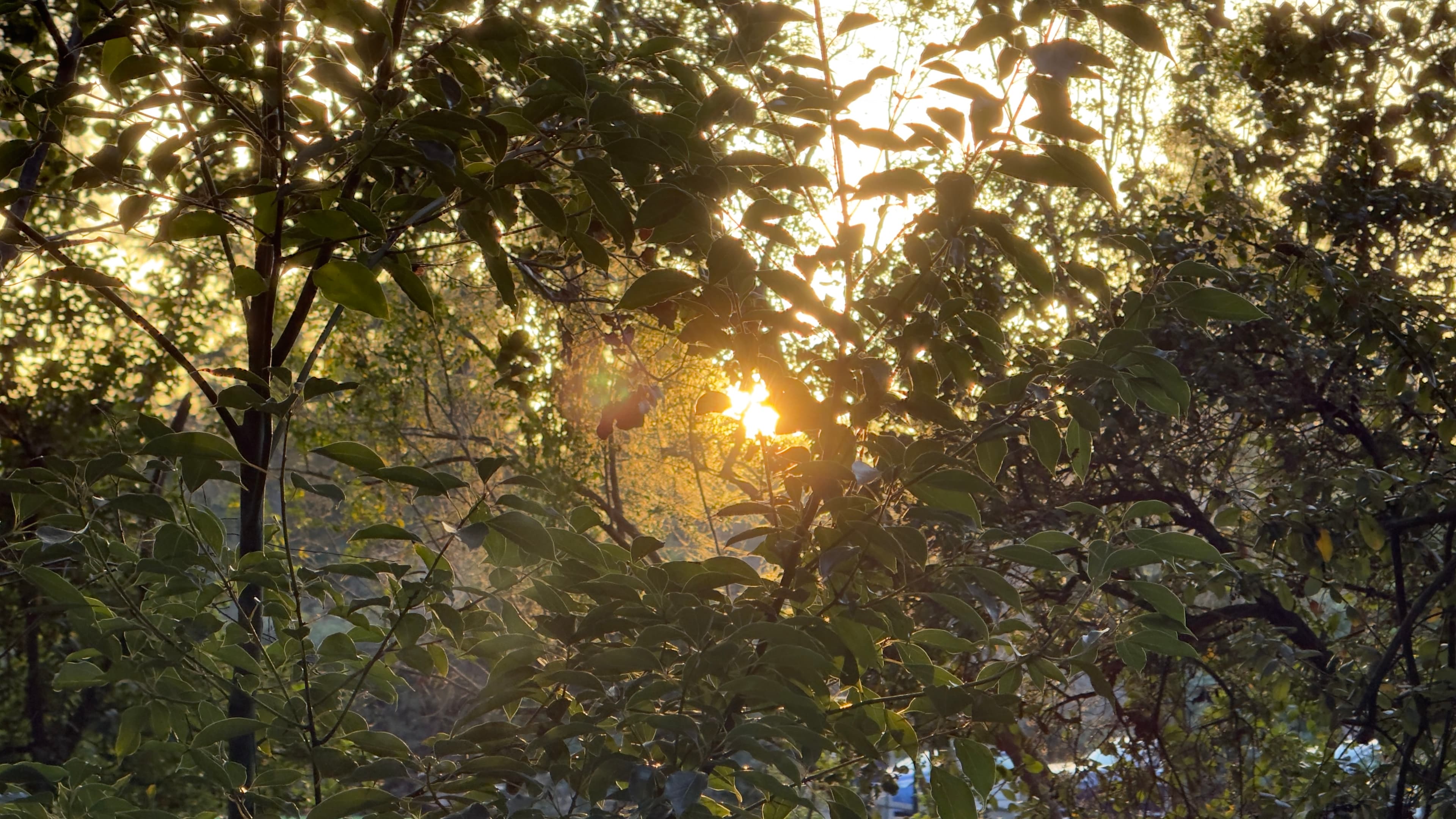 Sun through leaves
