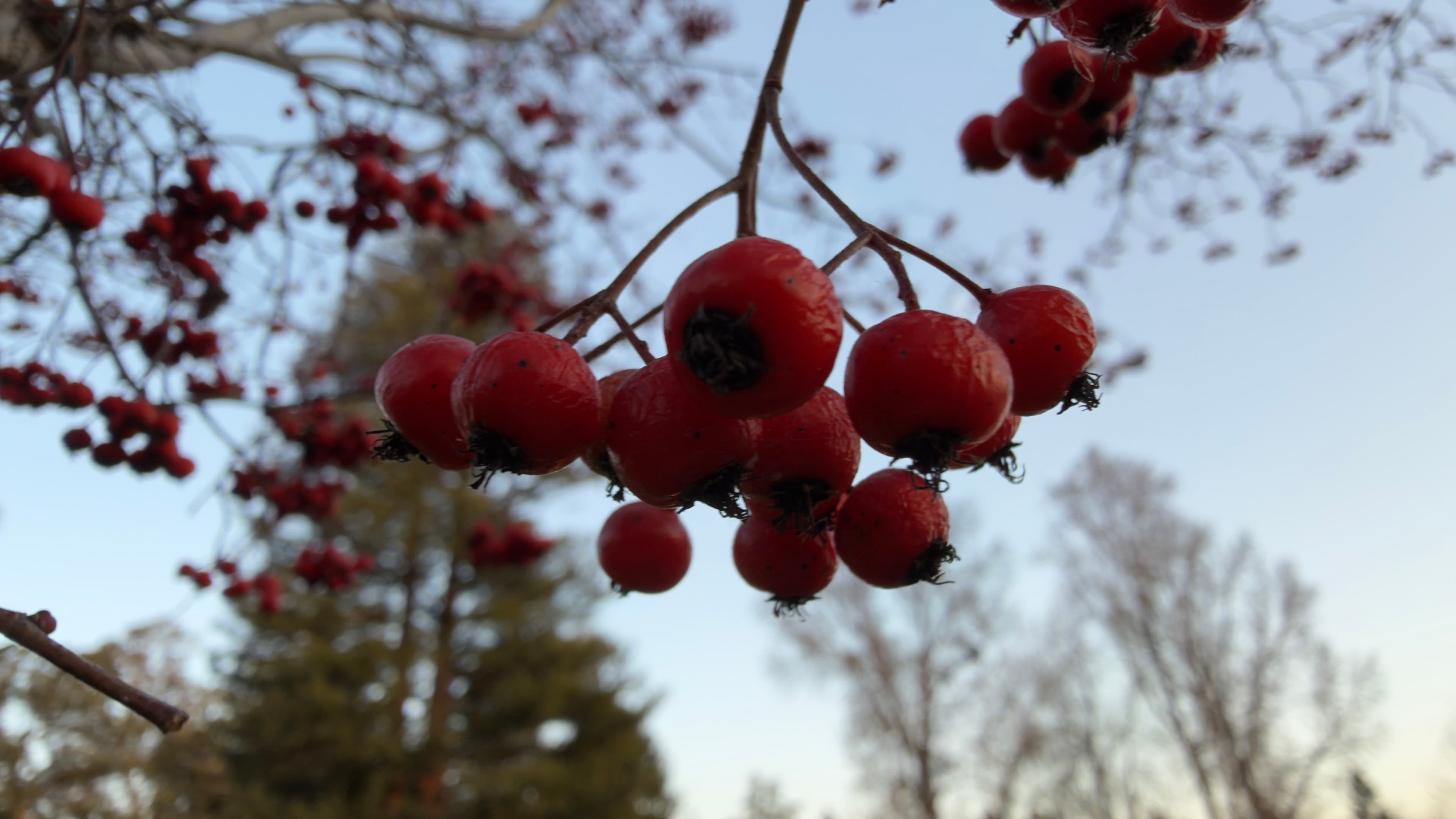 Red berries
