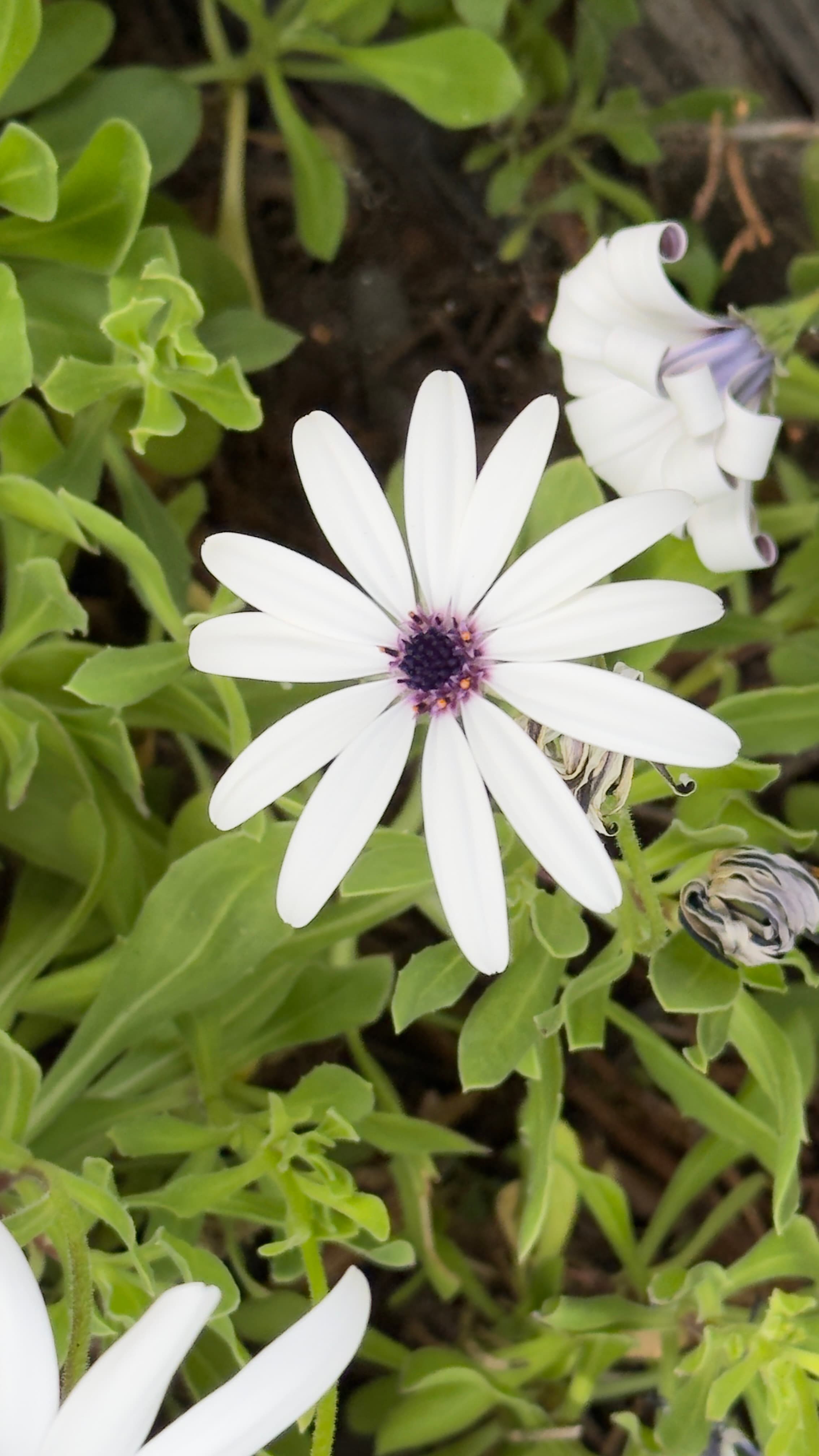 White flower